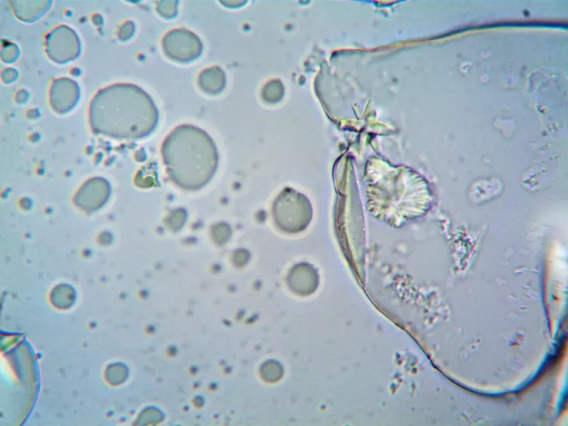 Cell Theory Timeline: Key Discoveries, Historical Context, and a Guided WebQuest for Students